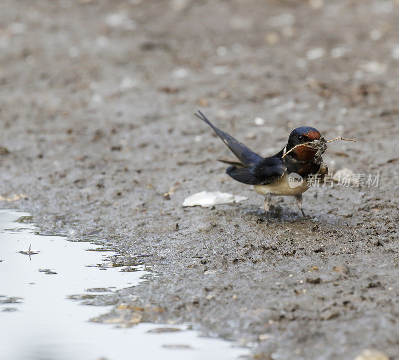 小燕子(Hirundo rustica)为它的巢收集泥土
